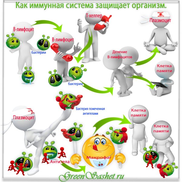 Как работает иммунитет