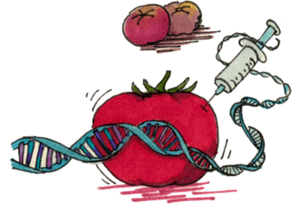 ГМО инфографика