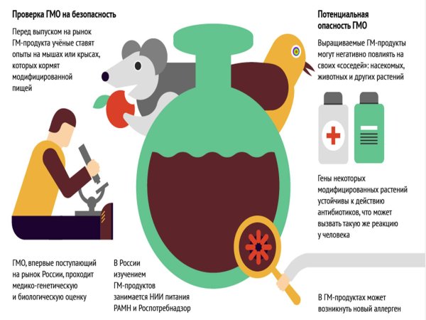 Безопасность ГМО