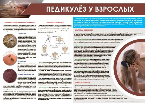 Санбюллетень профилактика педикулеза