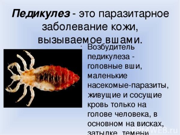 Педикулез и чесотка презентация