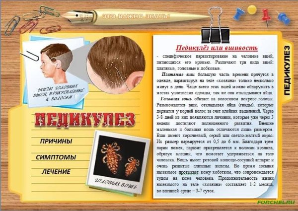 Памятка для родителей педикулез у детей