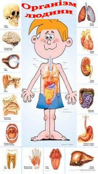 Тело человека для детей