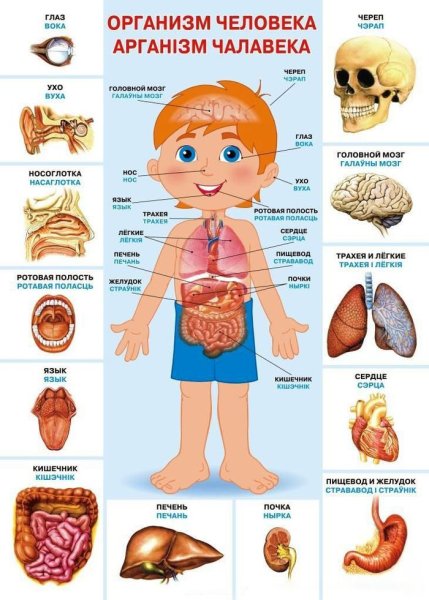 Строение тела человека