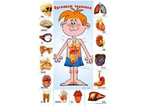 Плакат организм человека 3 класс