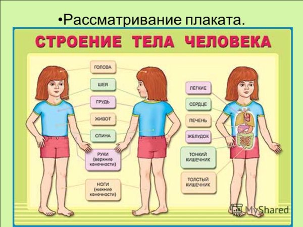 Тело человека для детей в детском саду