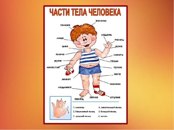 Тело человека для детей