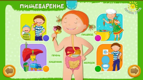 Схема органов человека