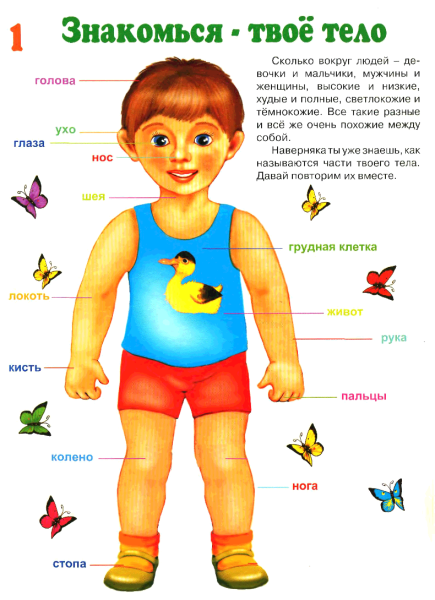 Плакат органы человека