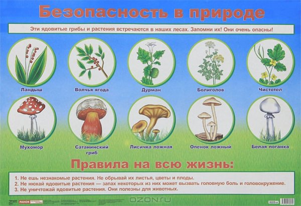 Ядовитые растения и грибы