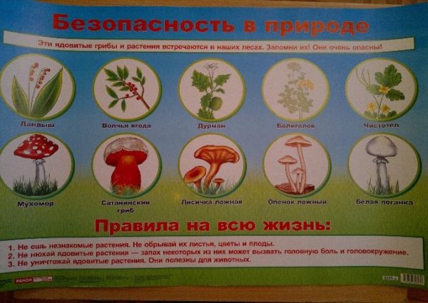 Осторожно ядовитые грибы памятка для детей