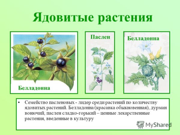 Опасные растения для дошкольников