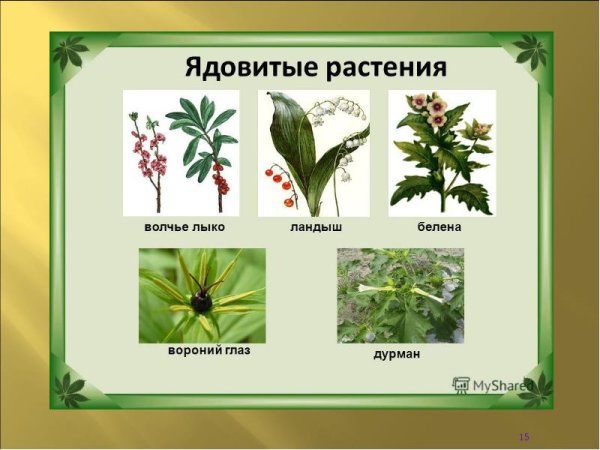 Опасные растения в лесу