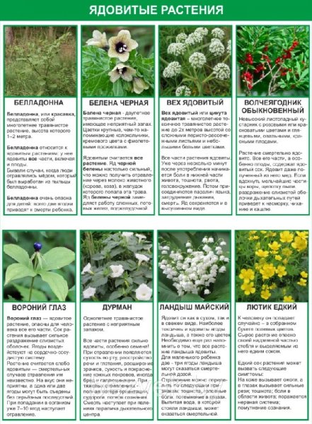 Лекарственные и ядовитые растения
