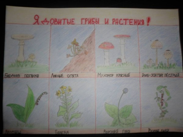 Ядовитые растения и грибы