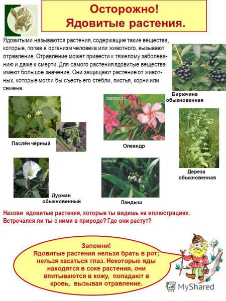 Ядовитые растения