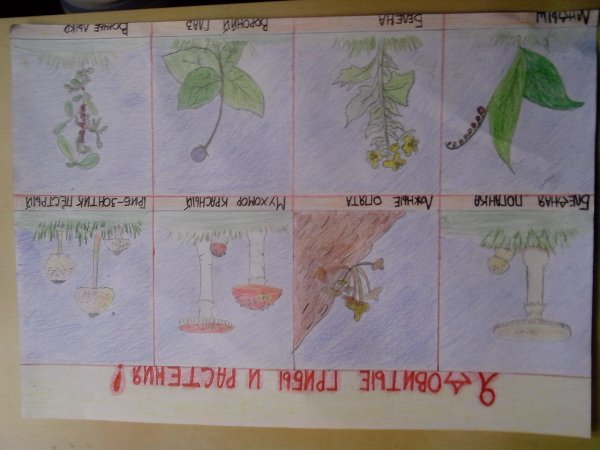 Ядовитые растения для дошкольников