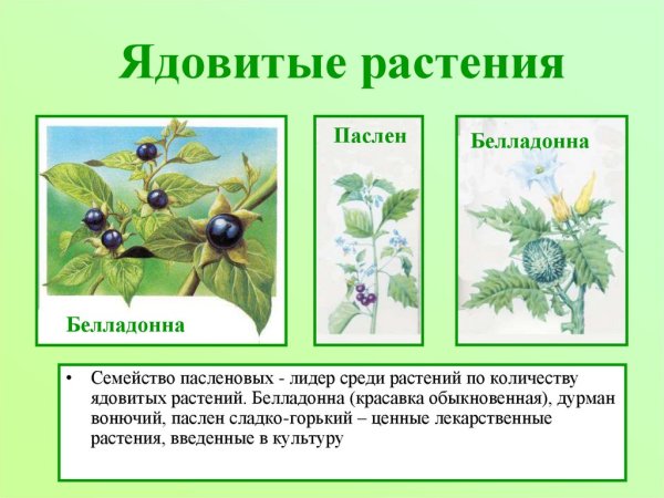 Волчье лыко, Волчьи ягоды, Вороний глаз, ягоды ландыша