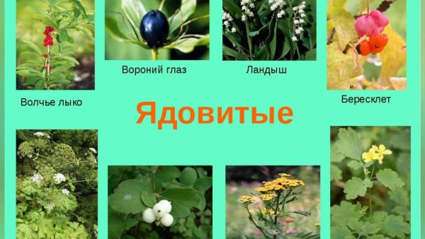Осторожно ядовитые растения для детей
