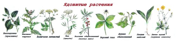 Опасности в лесу ядовитые растения