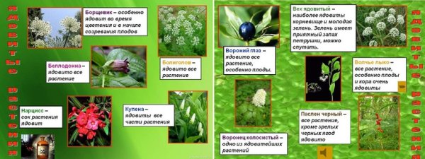Ядовитые растения рисунки и названия