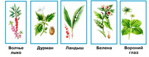 Осторожно ядовитые растения