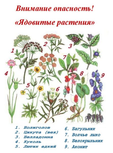 Волчье лыко дурман Ландыш белена Вороний глаз