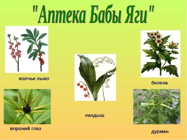 Ядовитые растения названия