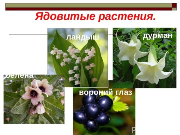 Дикие ядовитые растения