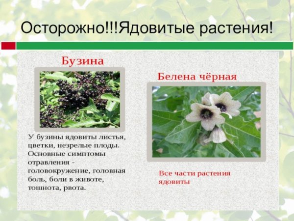 Ядовитые растения для дошкольников