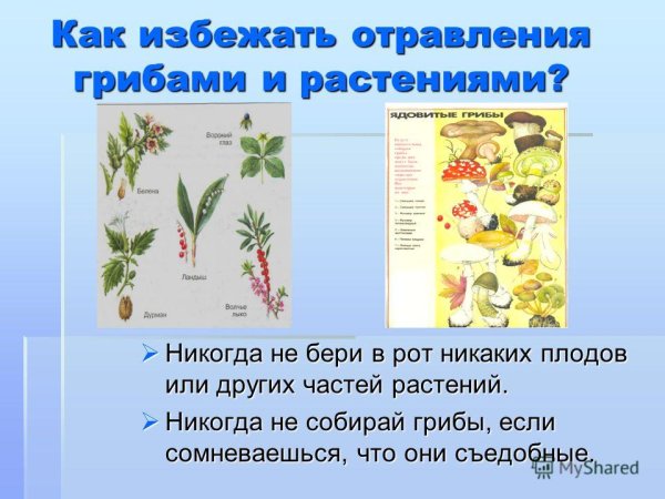 Белена Волчье лыко Вороний глаз