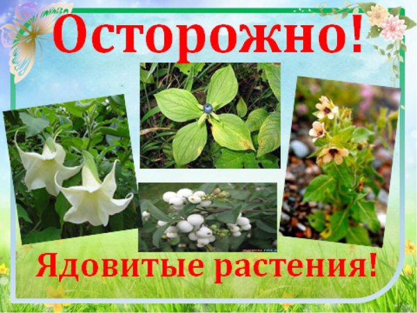 Ядовитые растения