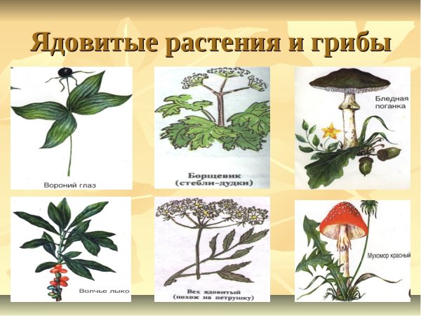 Ядовитые растения рисунки и названия