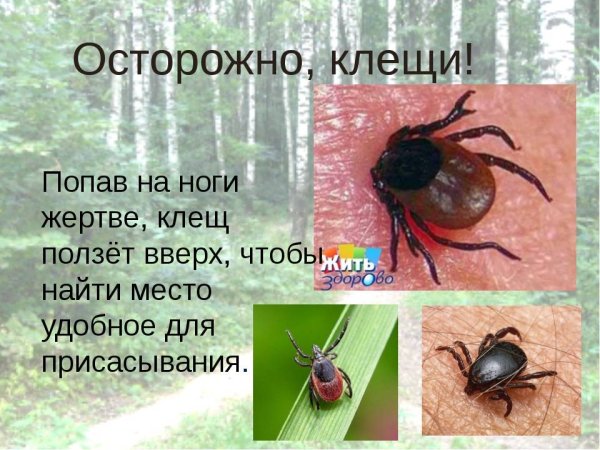 Памятка про клещей Роспотребнадзор