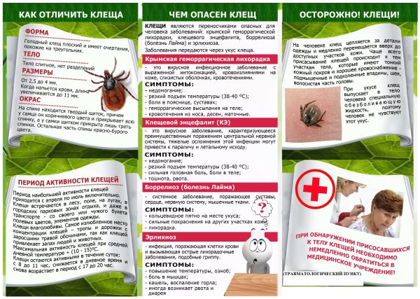 Памятка Берегись клещей