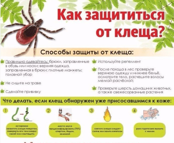 Профилактика укуса клеща
