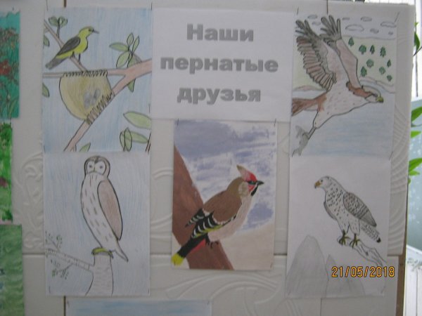 Наши пернатые друзья