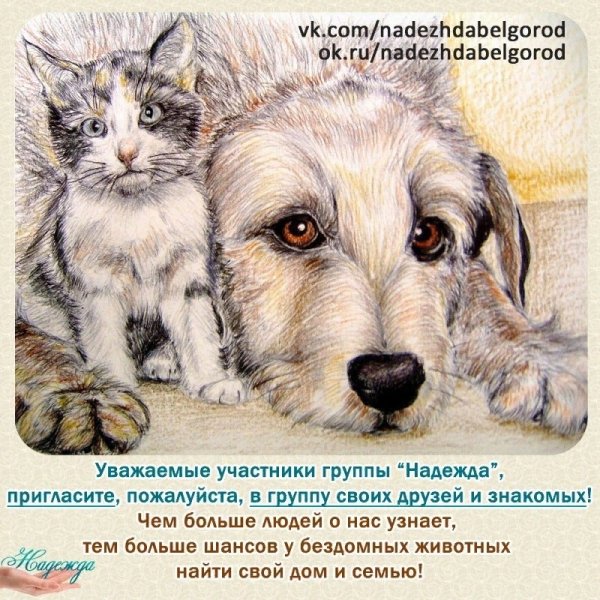 Картины бездомных животных