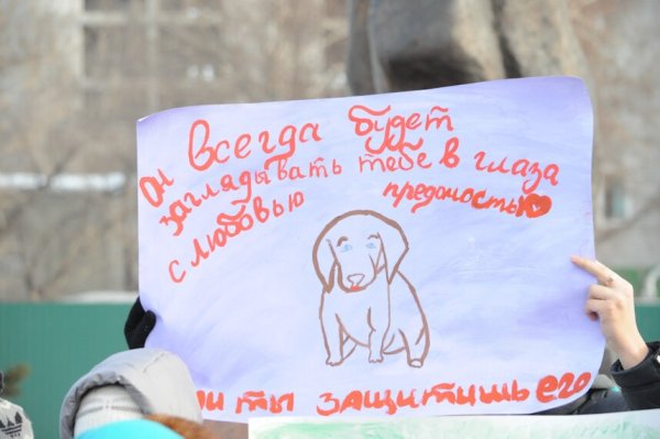 Листовка о защите животных