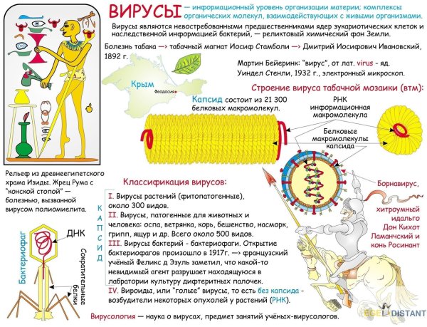 Вирусы опорный конспект биология