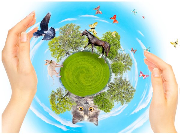 Плакаты о защите природы и животных