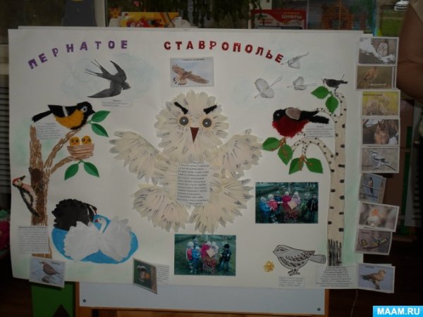 Плакат птицы