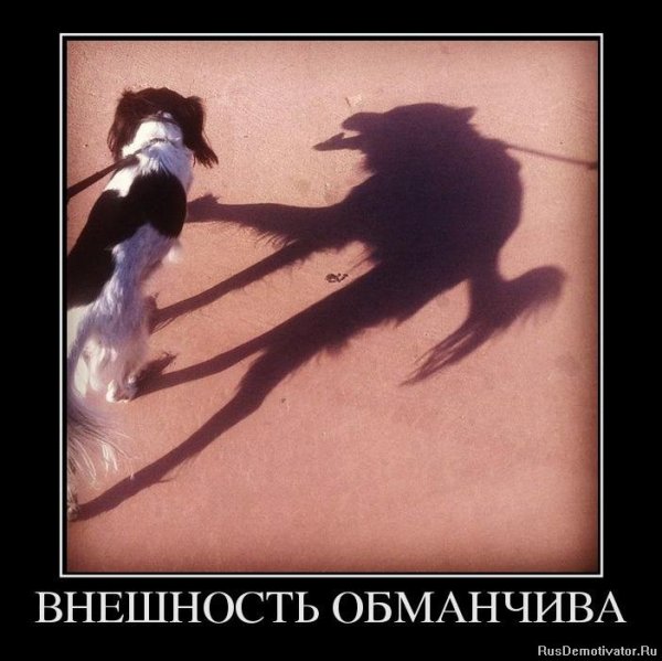 Высказывания про тень