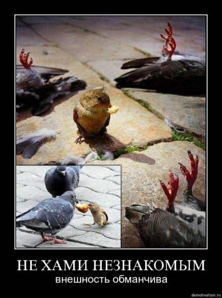 Внешность обманчива