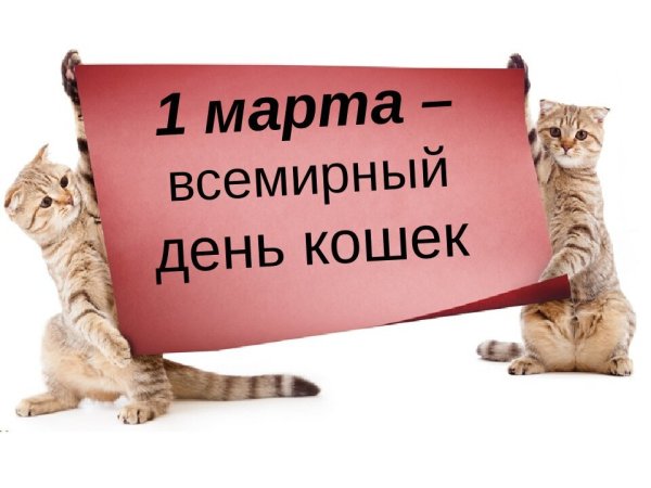 Всемирный день кошек