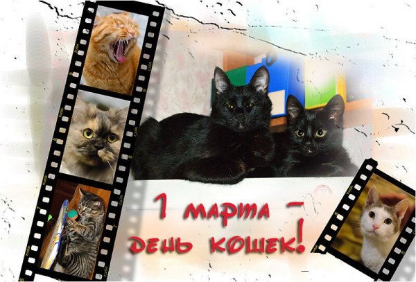 День кошек в России