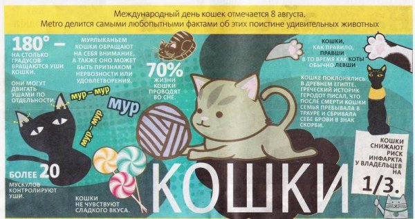 Международный день кота