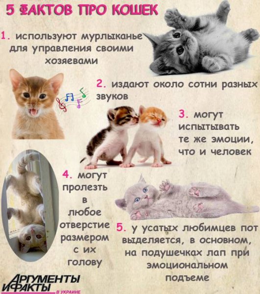 Всемирный день кошек (World Cat Day)