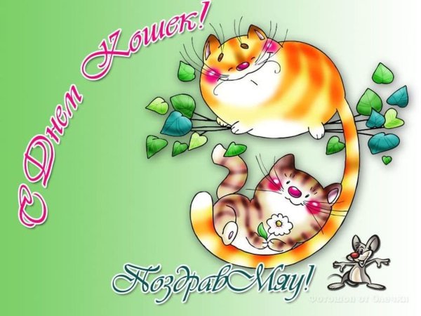 Мероприятия к Дню кошек