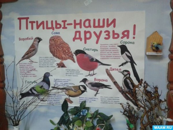 Плакат на тему птицы наши друзья